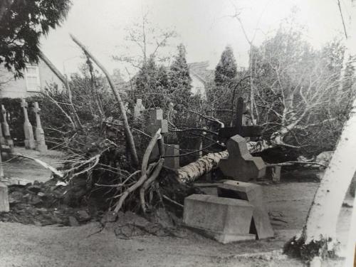 Historische-foto-omgewaaide-berkeboom-op-kerkhof